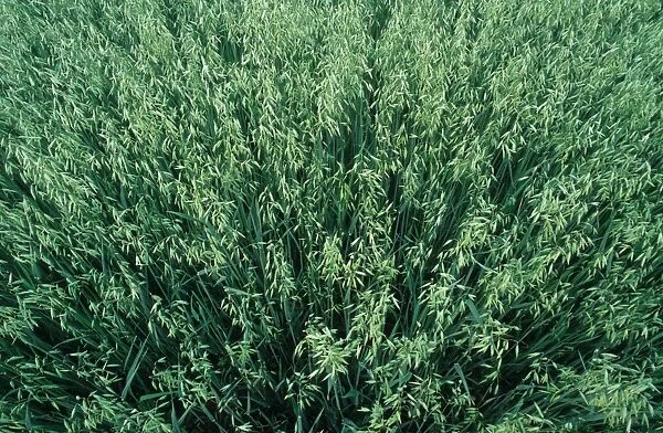 Oat (Avena sativa) crop, unripe field, Sweden