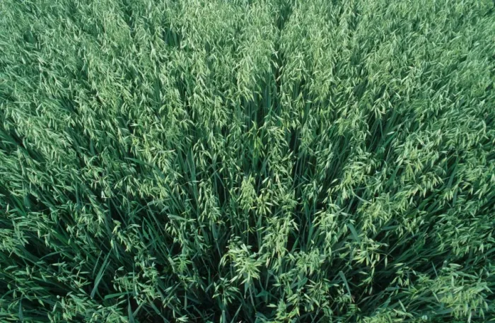 Framed Print : Oat (Avena sativa) crop, unripe field, Sweden