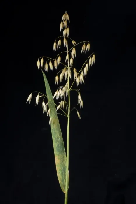 Framed Print : Oat crown rust, Puccinia coronata, on oats flag leaf Framed Print : Oat crown rust, Puccinia coronata, on oats flag leaf