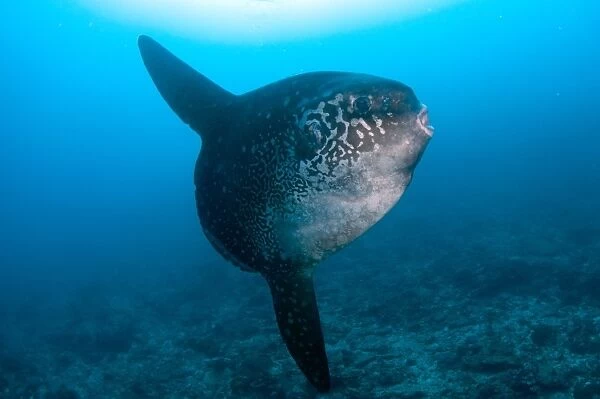 Ocean Sunfish (Mola mola) adult, swimming, Batu Abah, Nusa Penida, Bali, Lesser Sunda Islands, Indonesia
