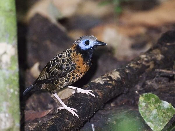 Ocellated Antbird (Phaenostictus mcleannani) adult, perched on fallen branch in rainforest, Pipeline Road, Soberiana N. P. Panama