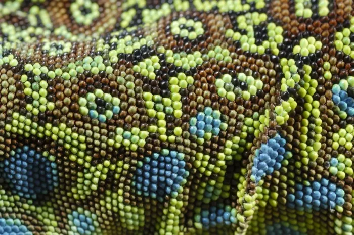 Framed Print : Ocellated Lizard (Timon lepidus) adult, close-up of skin texture, Italy, june Framed Print : Ocellated Lizard (Timon lepidus) adult, close-up of skin texture, Italy, june