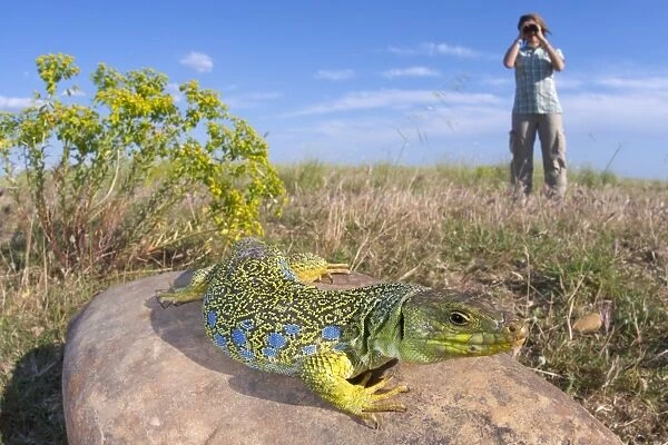 Ocellated Lizard (Timon lepidus) adult female, basking on rock in habitat, watched by person with binoculars, France