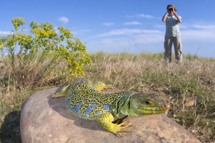 Framed Print : Ocellated Lizard (Timon lepidus) adult female, basking on rock in habitat, watched by person with binoculars, France Framed Print : Ocellated Lizard (Timon lepidus) adult female, basking on rock in habitat, watched by person with binoculars, France