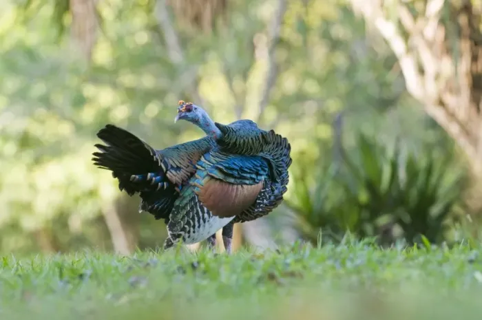 Framed Print : Ocellated Turkey (Agriocharis ocellata) adult, preening, standing in lowland tropical forest, Tikal N. P. Peten, Guatemala