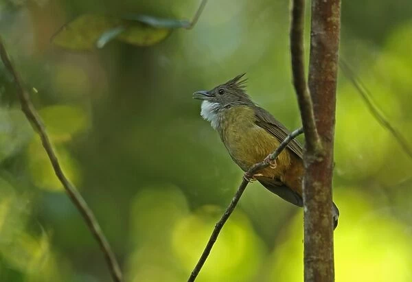 Ochraceous Bulbul (Alophoixus ochraceus sumatranus) adult, singing, perched on twig, Kerinci Seblat N. P
