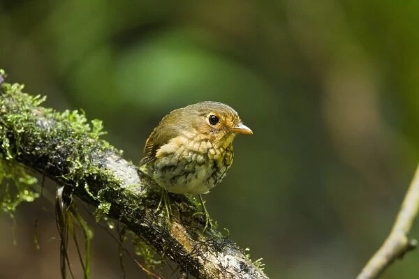 Ochre-breasted Antpitta (Grallaricula flavirostris) adult, perched on branch in montane rainforest, Angel Paz, Andes