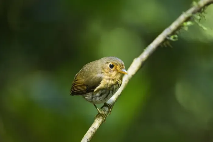Framed Print : Ochre-breasted Antpitta (Grallaricula flavirostris) adult, perched on twig in montane rainforest, Angel Paz, Andes
