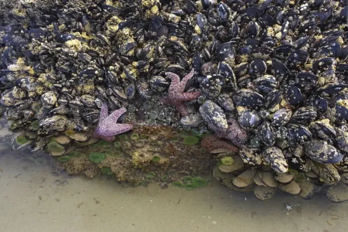 Framed Print : Ochre Seastar (Pisaster ochraceus) and Giant Green Anemone (Anthopleura xanthogrammica) exposed in mussel bed at low tide, Cannon Beach, Oregon, U. S. A Framed Print : Ochre Seastar (Pisaster ochraceus) and Giant Green Anemone (Anthopleura xanthogrammica) exposed in mussel bed at low tide, Cannon Beach, Oregon, U. S. A