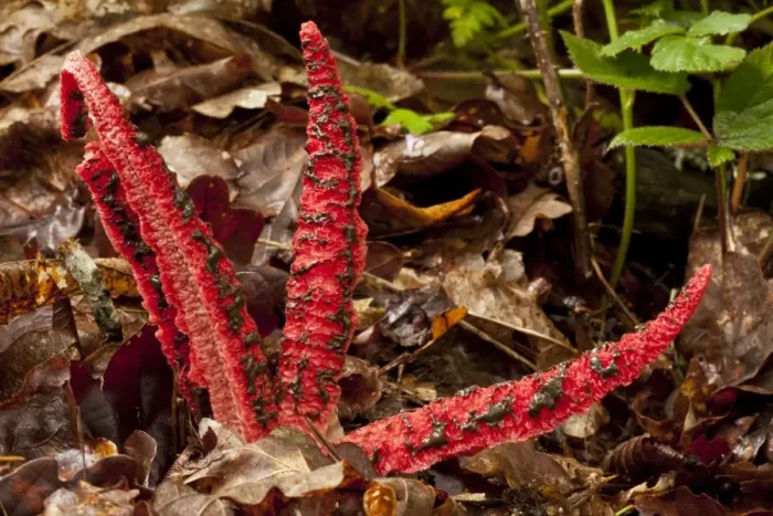 Framed Print : Octopus Stinkhorn (Clathrus archeri) introduced species, fruiting body, Spain, June Framed Print : Octopus Stinkhorn (Clathrus archeri) introduced species, fruiting body, Spain, June
