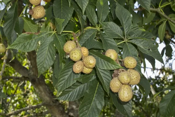 Framed Print : Ohio Buckeye (Aesculus glabra) close-up of fruit and leaves, native of Central U. S. A. September