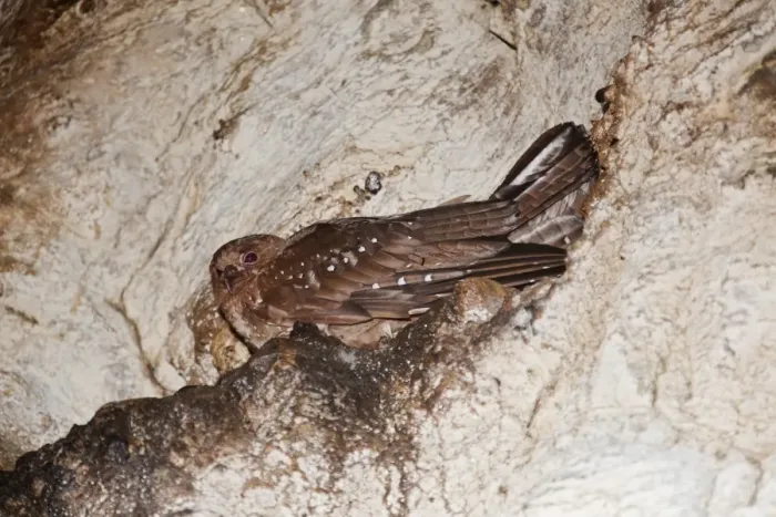 Framed Print : Oilbird (Steatornis caripensis) adult, sitting at nest ledge in cave, Trinidad, Trinidad and Tobago, November Framed Print : Oilbird (Steatornis caripensis) adult, sitting at nest ledge in cave, Trinidad, Trinidad and Tobago, November