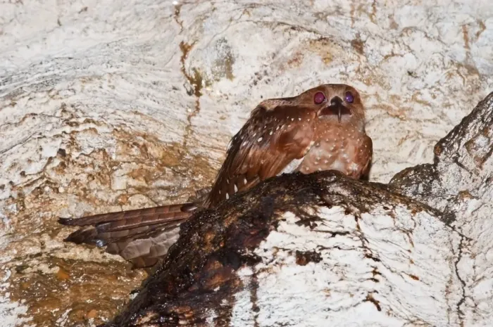 Framed Print : Oilbird (Steatornis caripensis) adult, sitting on nest in cave, Dunston Cave, Asa Wright Nature Centre, Northern Range Framed Print : Oilbird (Steatornis caripensis) adult, sitting on nest in cave, Dunston Cave, Asa Wright Nature Centre, Northern Range