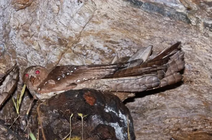 Framed Print : Oilbird (Steatornis caripensis) adult, sitting on nest in cave, Dunston Cave, Asa Wright Nature Centre, Northern Range Framed Print : Oilbird (Steatornis caripensis) adult, sitting on nest in cave, Dunston Cave, Asa Wright Nature Centre, Northern Range