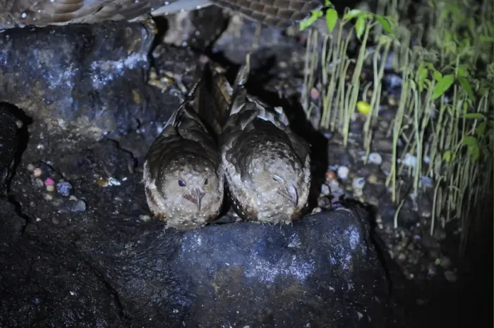 Framed Print : Oilbird (Steatornis caripensis) adult pair, sitting at nest, Aripo Caves, Trinidad, Trinidad and Tobago Framed Print : Oilbird (Steatornis caripensis) adult pair, sitting at nest, Aripo Caves, Trinidad, Trinidad and Tobago