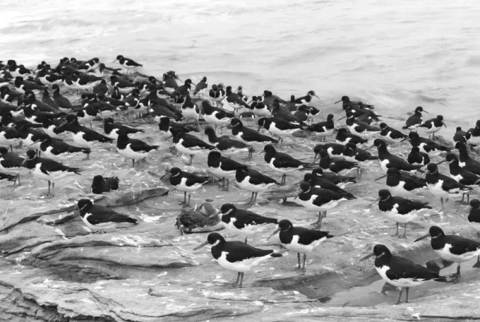 Framed Print : Oiled Red throated Diver with Oystercatchers - Hilbre Island. Taken by Eric Hosking in 1954 Framed Print : Oiled Red throated Diver with Oystercatchers - Hilbre Island. Taken by Eric Hosking in 1954