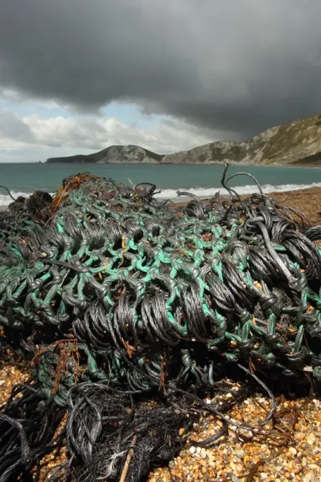 Framed Print : Oiled trawl net washed up on beach, Worbarrow Bay, Dorset, England, september Framed Print : Oiled trawl net washed up on beach, Worbarrow Bay, Dorset, England, september