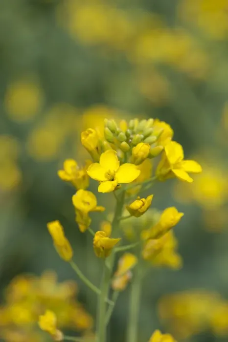 Framed Print : Oilseed Rape (Brassica napus) crop, close-up of flowers, Lincolnshire, England, june Framed Print : Oilseed Rape (Brassica napus) crop, close-up of flowers, Lincolnshire, England, june