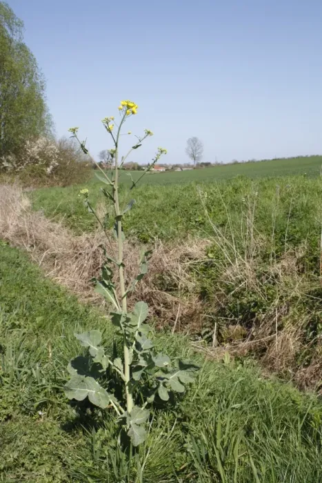 Framed Print : Oilseed Rape (Brassica napus) flowering, growing as weed beside ditch in arable farmland, Barking Tye, Suffolk Framed Print : Oilseed Rape (Brassica napus) flowering, growing as weed beside ditch in arable farmland, Barking Tye, Suffolk