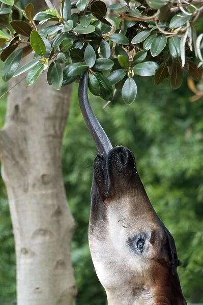 Okapi (Okapia johnstoni) adult, close-up of head, feeding with tongue stretching out for leaves (captive)