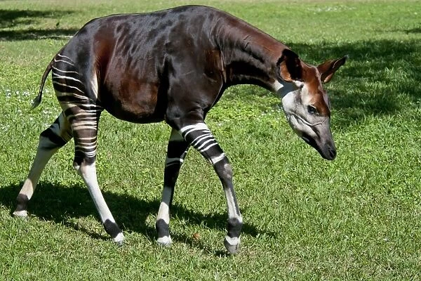 Okapi (Okapia johnstoni) adult, walking (captive)