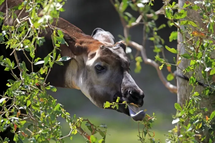 Framed Print : Okapi (Okapia johnstoni) immature male, close-up of head, feeding on leaves (captive) Framed Print : Okapi (Okapia johnstoni) immature male, close-up of head, feeding on leaves (captive)
