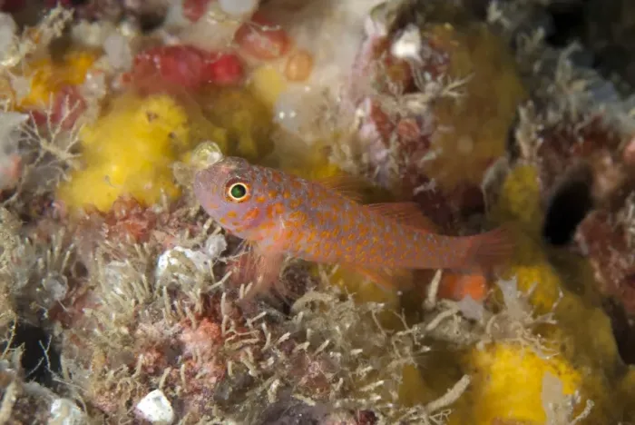 Framed Print : Okinawa Dwarfgoby (Trimma okinawae) adult, resting on reef, Lembeh Straits, Sulawesi, Sunda Islands, Indonesia, July Framed Print : Okinawa Dwarfgoby (Trimma okinawae) adult, resting on reef, Lembeh Straits, Sulawesi, Sunda Islands, Indonesia, July
