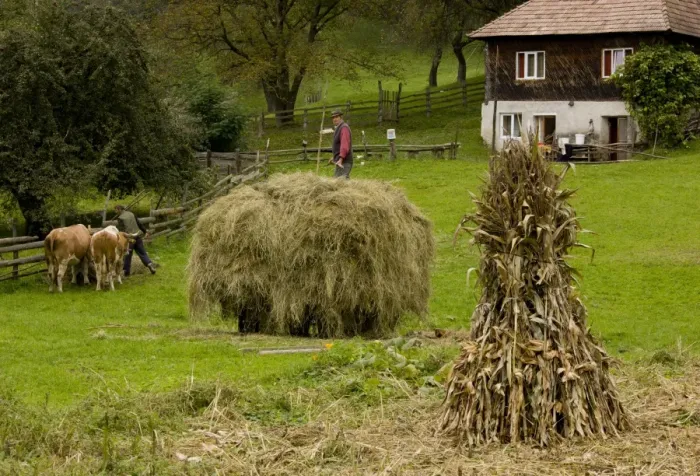 Framed Print : Old-fashioned traditional farming, with hay cart, maize stooks and cattle, near Garda de Sus, Apuseni Mountains Framed Print : Old-fashioned traditional farming, with hay cart, maize stooks and cattle, near Garda de Sus, Apuseni Mountains