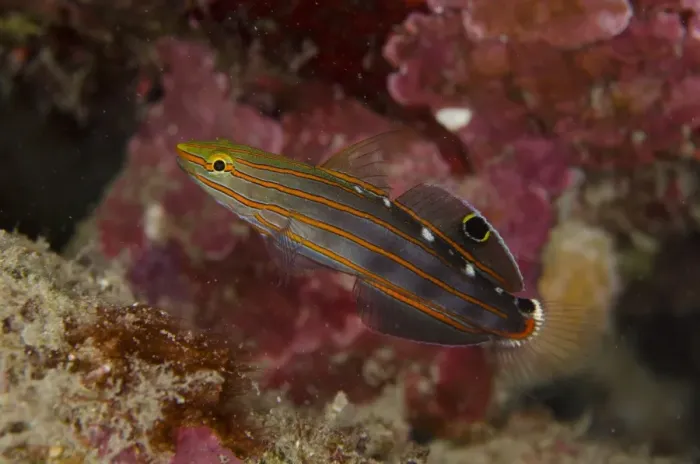Framed Print : Old Glory Goby (Koumansetta rainfordi) adult, swimming, Lembeh Straits, Sulawesi, Greater Sunda Islands, Indonesia
