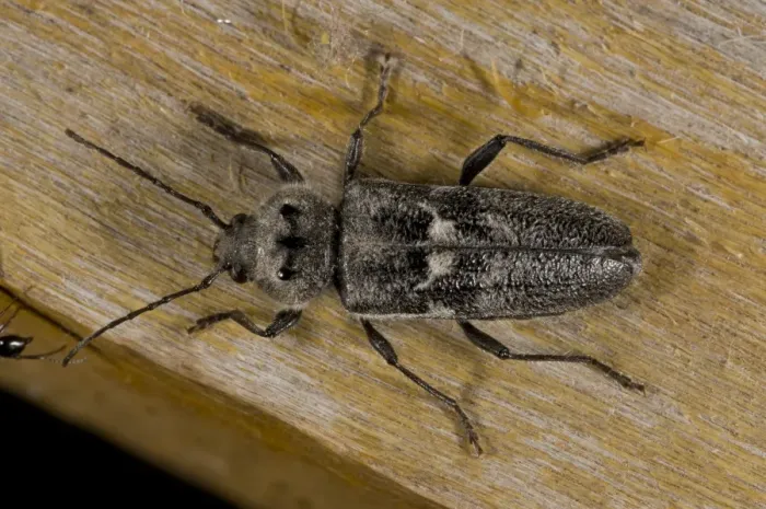 Framed Print : Old-house Borer (Hylotrupes bajulus) adult, resting on wood in old house, Anatolia, Turkey, July Framed Print : Old-house Borer (Hylotrupes bajulus) adult, resting on wood in old house, Anatolia, Turkey, July