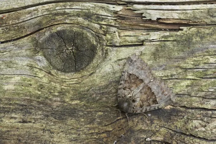 Framed Print : Old Lady Moth (Mormo maura) adult, resting on wood, Essex, England Framed Print : Old Lady Moth (Mormo maura) adult, resting on wood, Essex, England