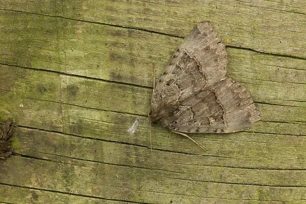 Old Lady Moth (Mormo maura) adult, Sheffield, South Yorkshire, England, September