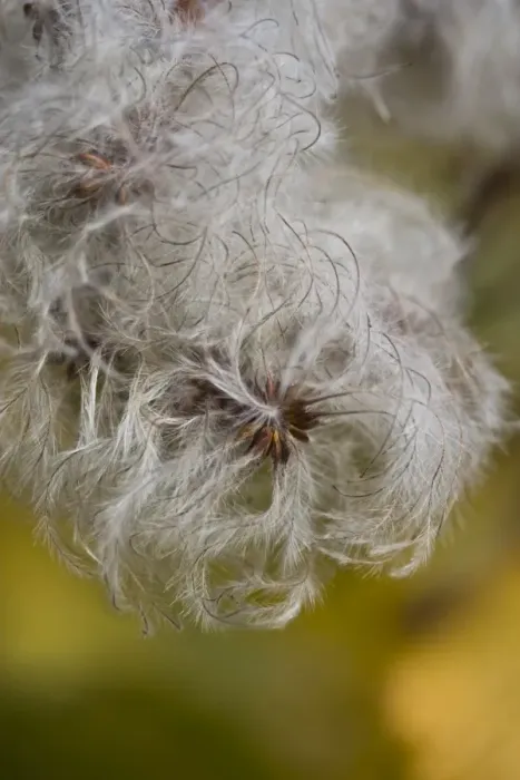 Framed Print : Old Man's Beard (Clematis vitalba) close-up of seedheads, Dorset, England, november Framed Print : Old Man's Beard (Clematis vitalba) close-up of seedheads, Dorset, England, november