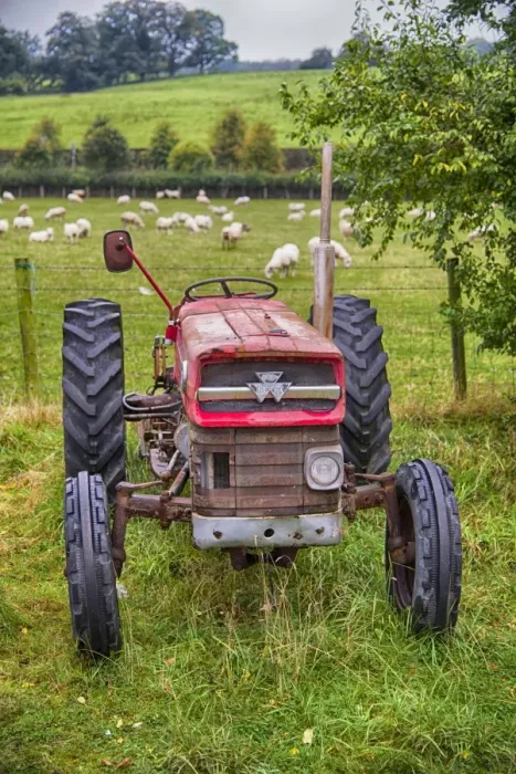 Framed Print : Old Massey Ferguson 135 tractor, beside pasture with grazing sheep, Ruthin, Denbighshire, North Wales, October Framed Print : Old Massey Ferguson 135 tractor, beside pasture with grazing sheep, Ruthin, Denbighshire, North Wales, October