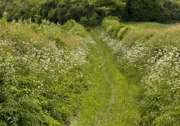 Old track on chalk downland, with wildflowers and wide shrub-rich hedges, Sovell Down, Dorset, England, June