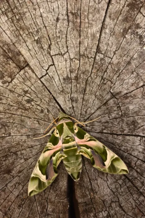 Framed Print : Oleander Hawkmoth (Daphnis nerii) adult, resting on log, captive bred Framed Print : Oleander Hawkmoth (Daphnis nerii) adult, resting on log, captive bred