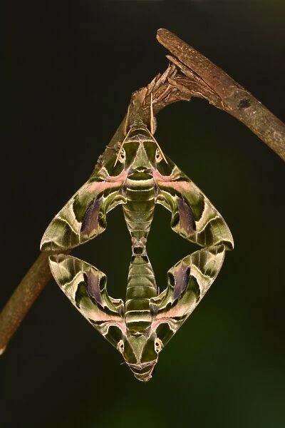 Oleander Hawkmoth (Daphnis nerii) adult pair, mating, hanging from twig, captive bred