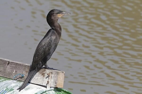 Olivaceous Cormorant (Phalacrocorax olivaceus) adult, standing on beam at edge of river, Pantanal, Mato Grosso, Brazil