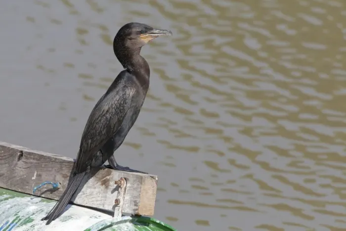 Framed Print : Olivaceous Cormorant (Phalacrocorax olivaceus) adult, standing on beam at edge of river, Pantanal, Mato Grosso, Brazil