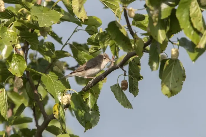 Framed Print : Olivaceous Warbler on Mulberry tree - Bulgaria Framed Print : Olivaceous Warbler on Mulberry tree - Bulgaria