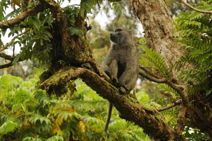 Framed Print : Olive Baboon (Papio anubis) adult, sitting on branch in tree, Kahuzi-Biega N. P