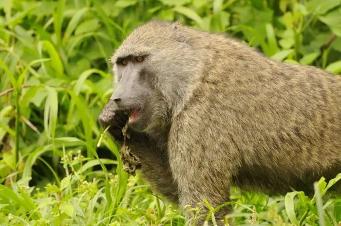 Framed Print : Olive Baboon (Papio anubis) adult, feeding, Kahuzi-Biega N. P. Kivu Region, Democratic Republic of Congo, november Framed Print : Olive Baboon (Papio anubis) adult, feeding, Kahuzi-Biega N. P. Kivu Region, Democratic Republic of Congo, november
