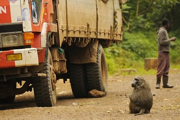 Olive Baboon (Papio anubis) adult, stealing food from trucks along road, Kahuzi-Biega N. P