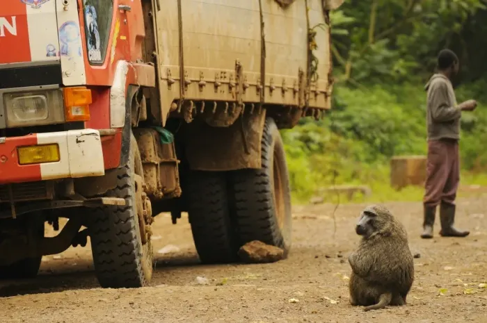 Framed Print : Olive Baboon (Papio anubis) adult, stealing food from trucks along road, Kahuzi-Biega N. P Framed Print : Olive Baboon (Papio anubis) adult, stealing food from trucks along road, Kahuzi-Biega N. P