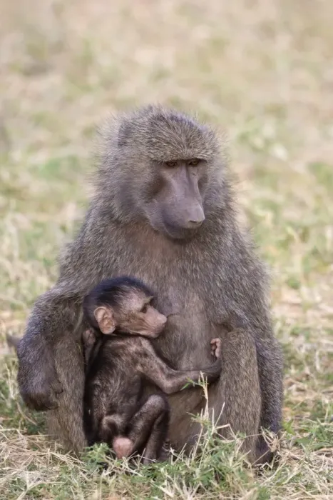 Framed Print : Olive Baboon (Papio anubis) adult female and baby, sitting on ground, Samburu National Reserve, Kenya, August Framed Print : Olive Baboon (Papio anubis) adult female and baby, sitting on ground, Samburu National Reserve, Kenya, August