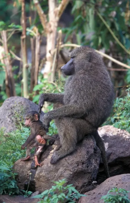 Framed Print : Olive Baboon (Papio anubis) Adult grooming young, Lake Manyara, Tanzania