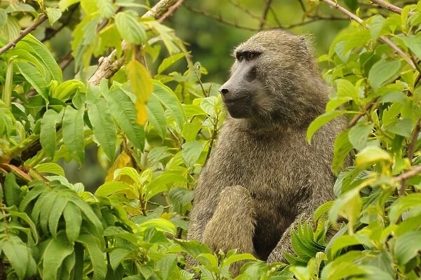 Olive Baboon (Papio anubis) adult, sitting in tree, Kahuzi-Biega N. P. Kivu Region, Democratic Republic of Congo