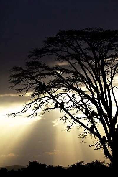 Olive Baboon (Papio anubis) adults, group sitting on tree branches, silhouetted at sunset, Ol Pejeta Conservancy