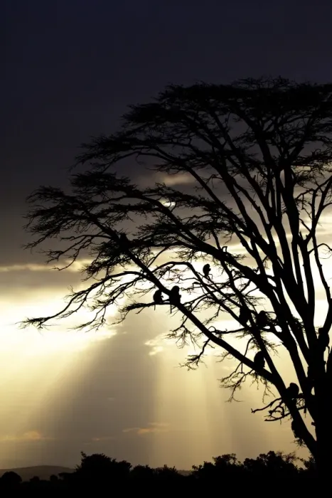 Framed Print : Olive Baboon (Papio anubis) adults, group sitting on tree branches, silhouetted at sunset, Ol Pejeta Conservancy Framed Print : Olive Baboon (Papio anubis) adults, group sitting on tree branches, silhouetted at sunset, Ol Pejeta Conservancy
