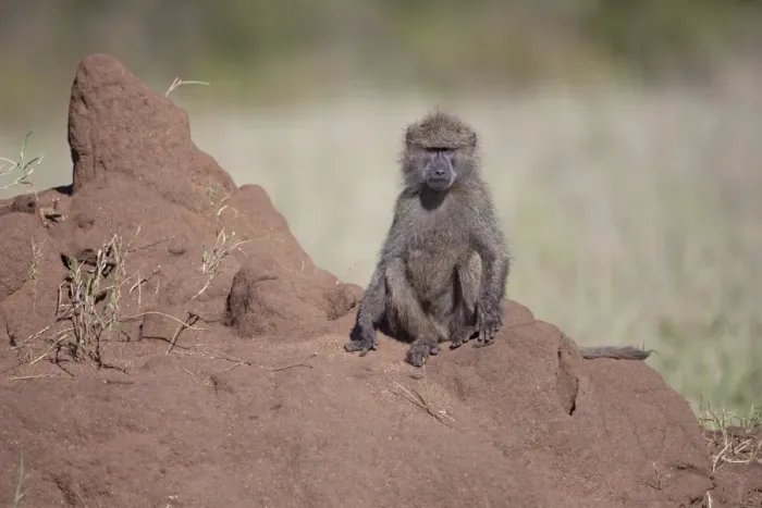 Framed Print : Olive Baboon (Papio anubis) young, sitting on termite mound, Serengeti N. P. Tanzania, november Framed Print : Olive Baboon (Papio anubis) young, sitting on termite mound, Serengeti N. P. Tanzania, november